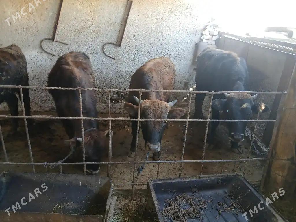 okiz - Ak bugdaý etraby - img 2