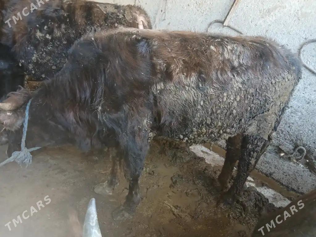 okiz - Ak bugdaý etraby - img 10