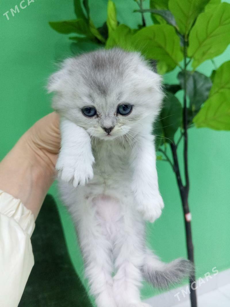 Шотландские котята - Aşgabat - img 3