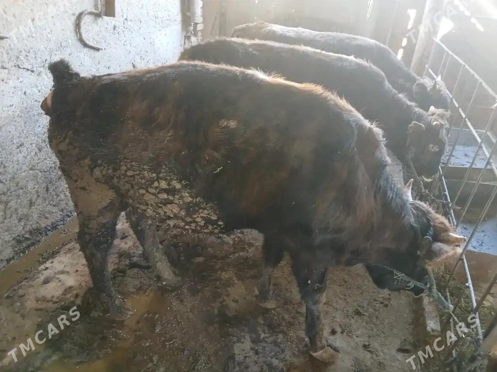 okiz - Ak bugdaý etraby - img 4