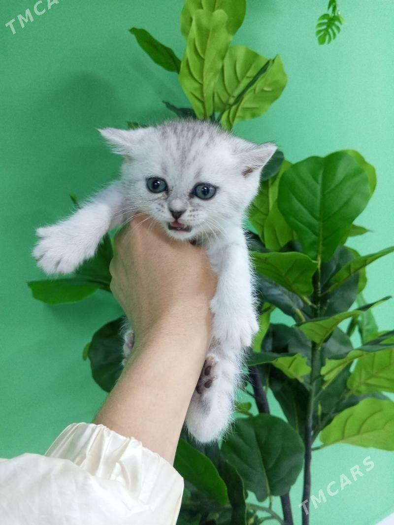 Шотландские котята - Aşgabat - img 9