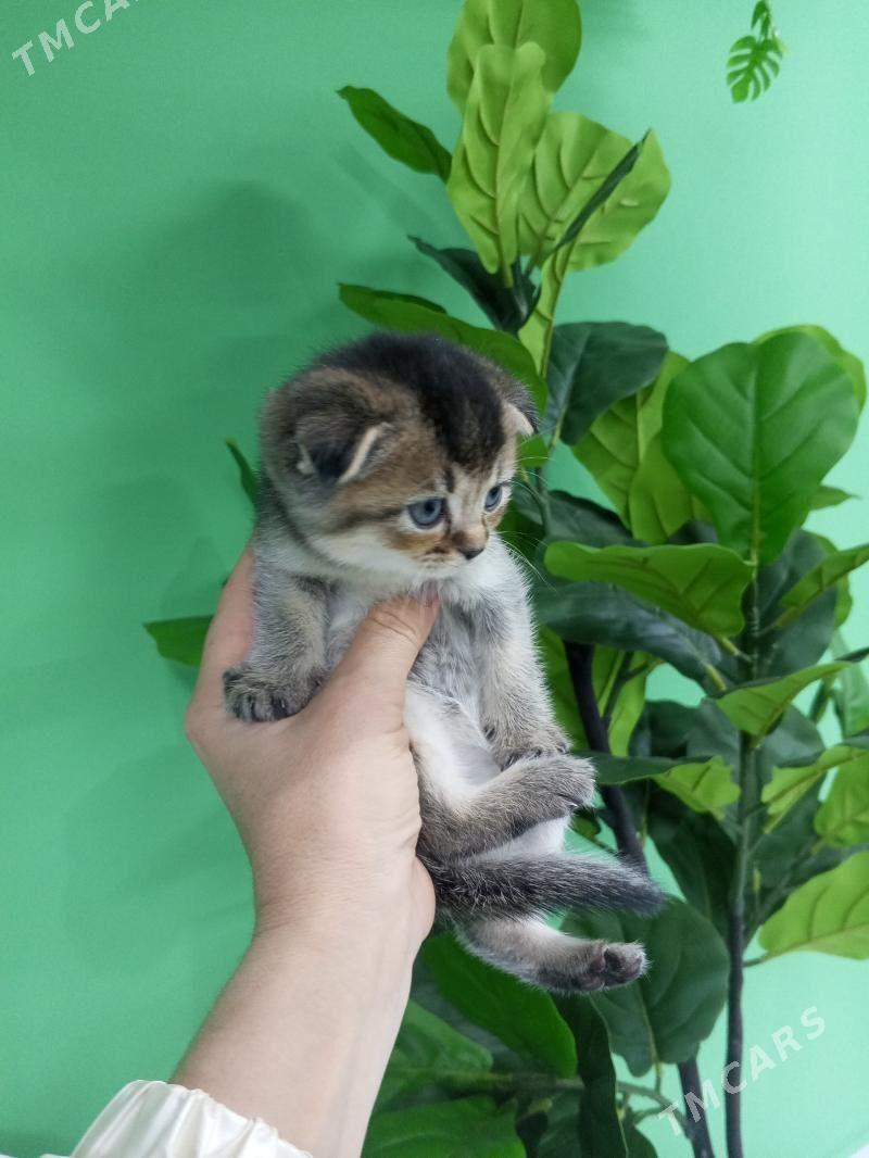 Шотландские котята - Aşgabat - img 5