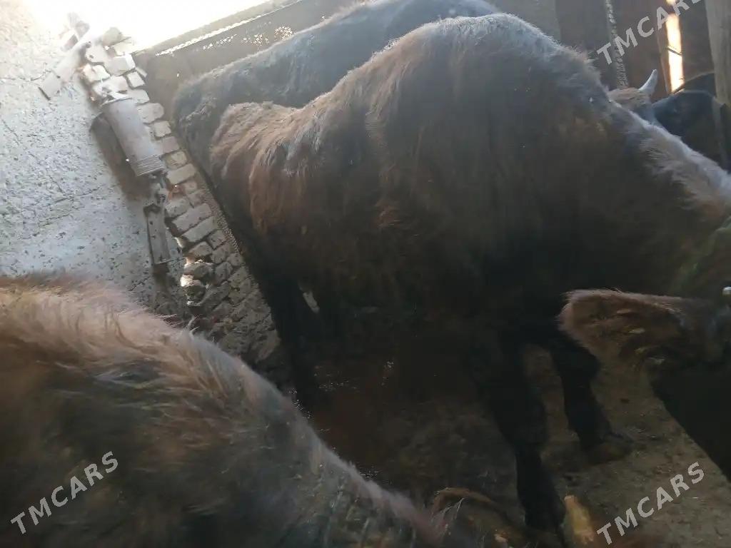 okiz - Ak bugdaý etraby - img 3