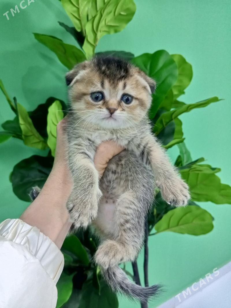 Шотландские котята - Aşgabat - img 2