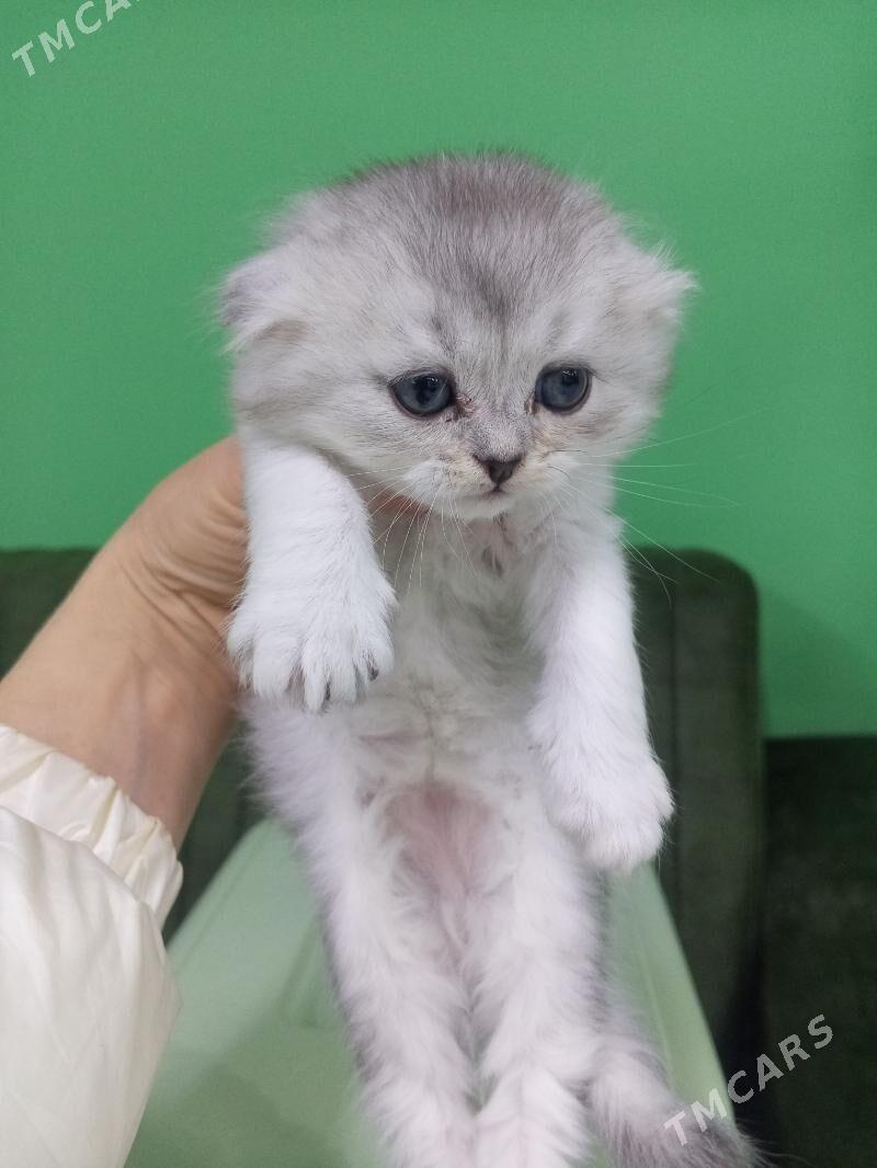 Шотландские котята - Aşgabat - img 8