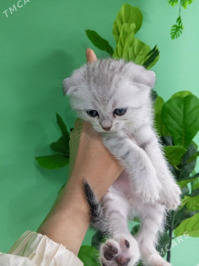 Шотландские котята - Aşgabat - img 6