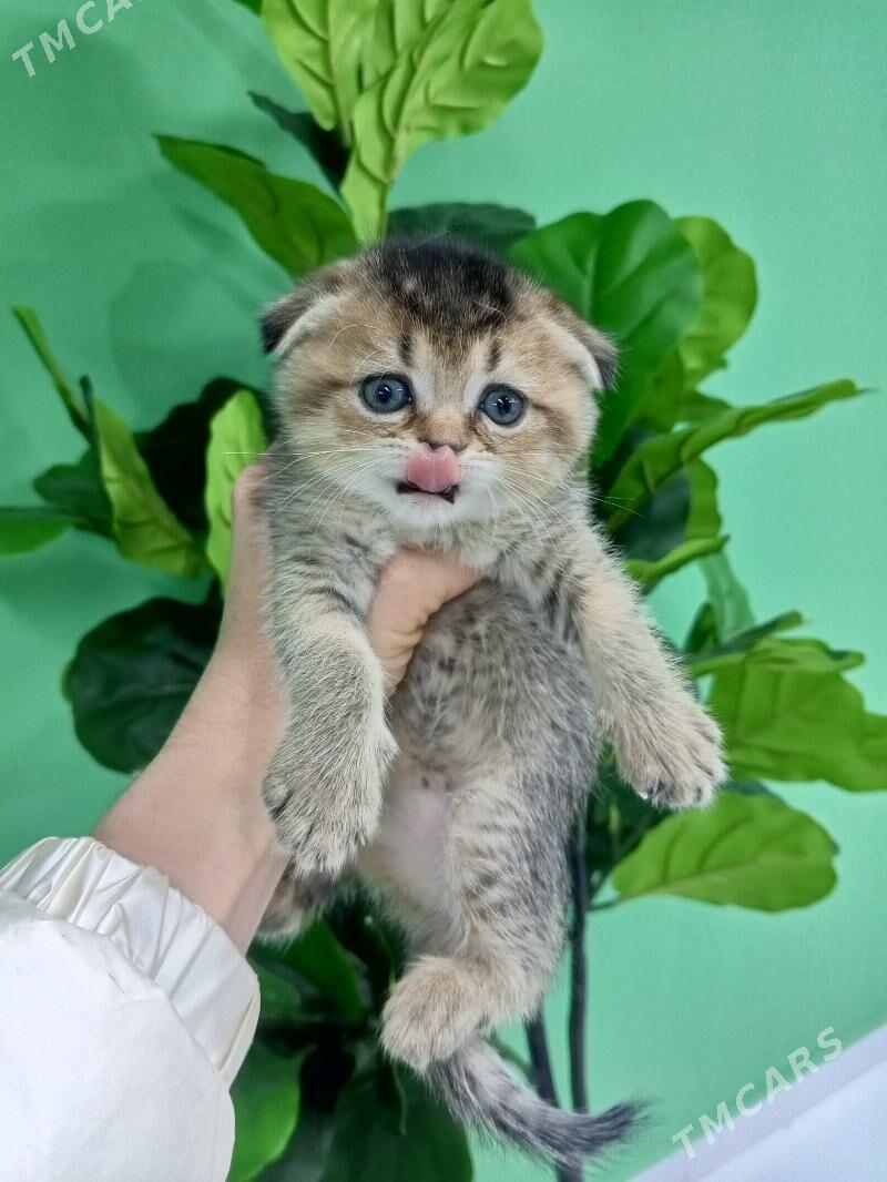 Шотландские котята - Aşgabat - img 1