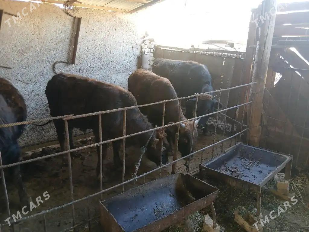 okiz - Ak bugdaý etraby - img 5