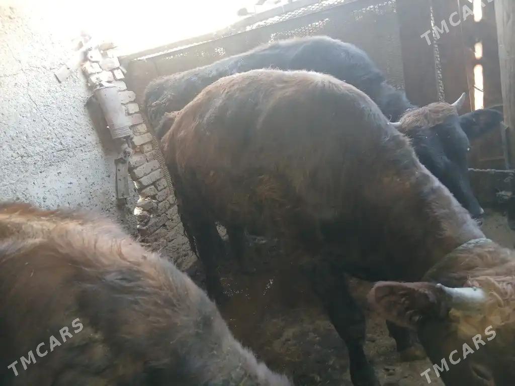 okiz - Ak bugdaý etraby - img 8