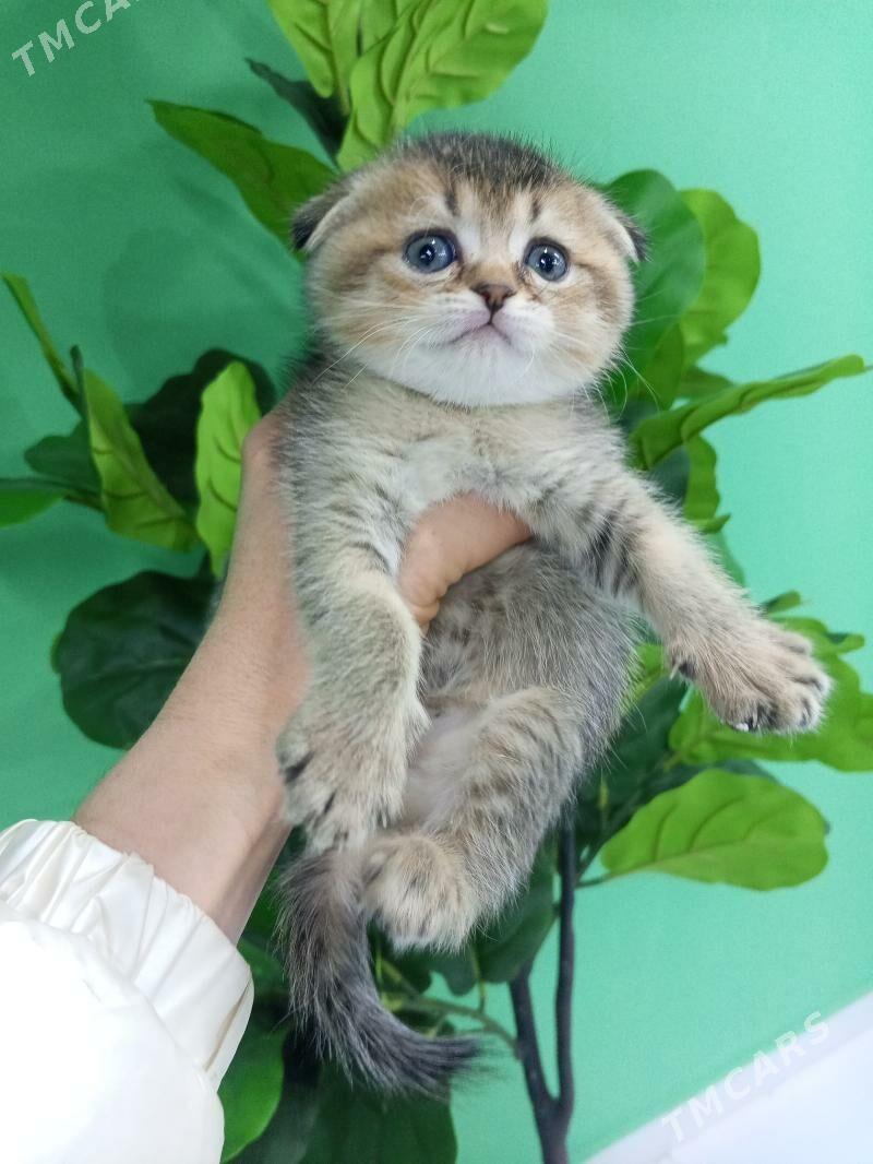 Шотландские котята - Aşgabat - img 7