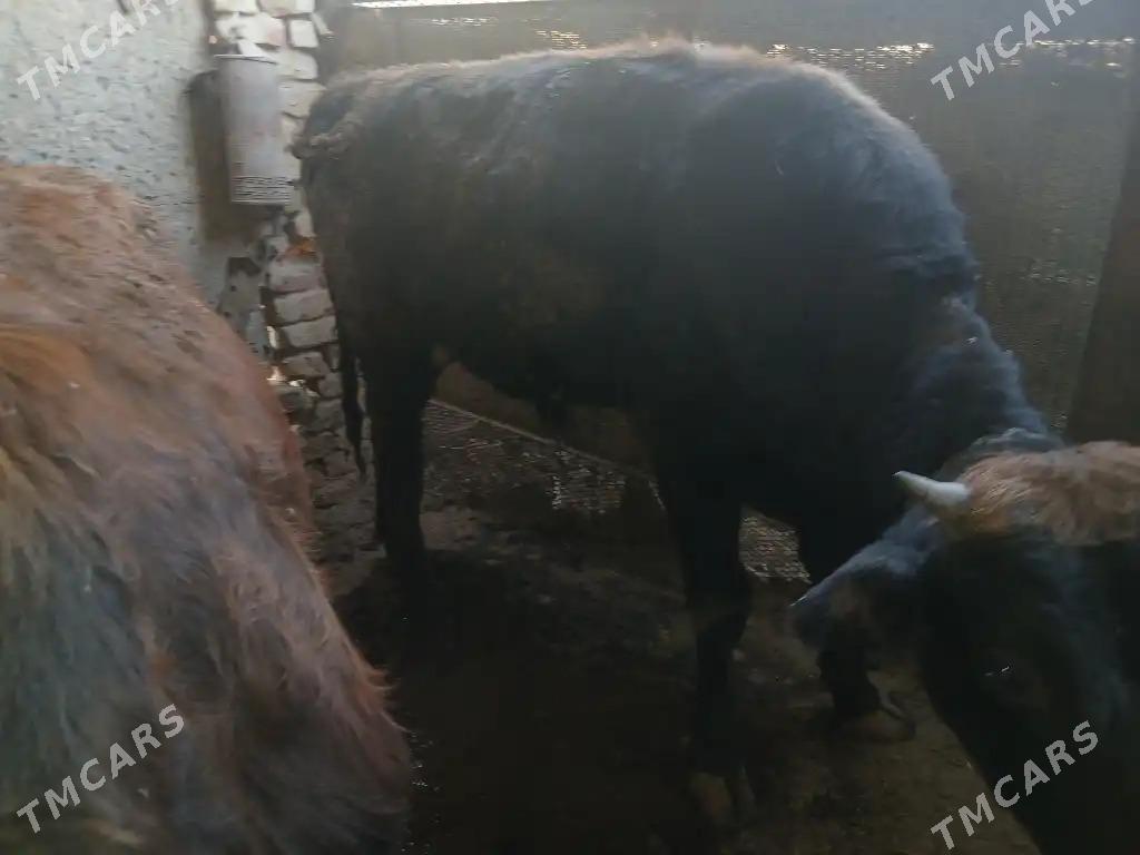 okiz - Ak bugdaý etraby - img 7