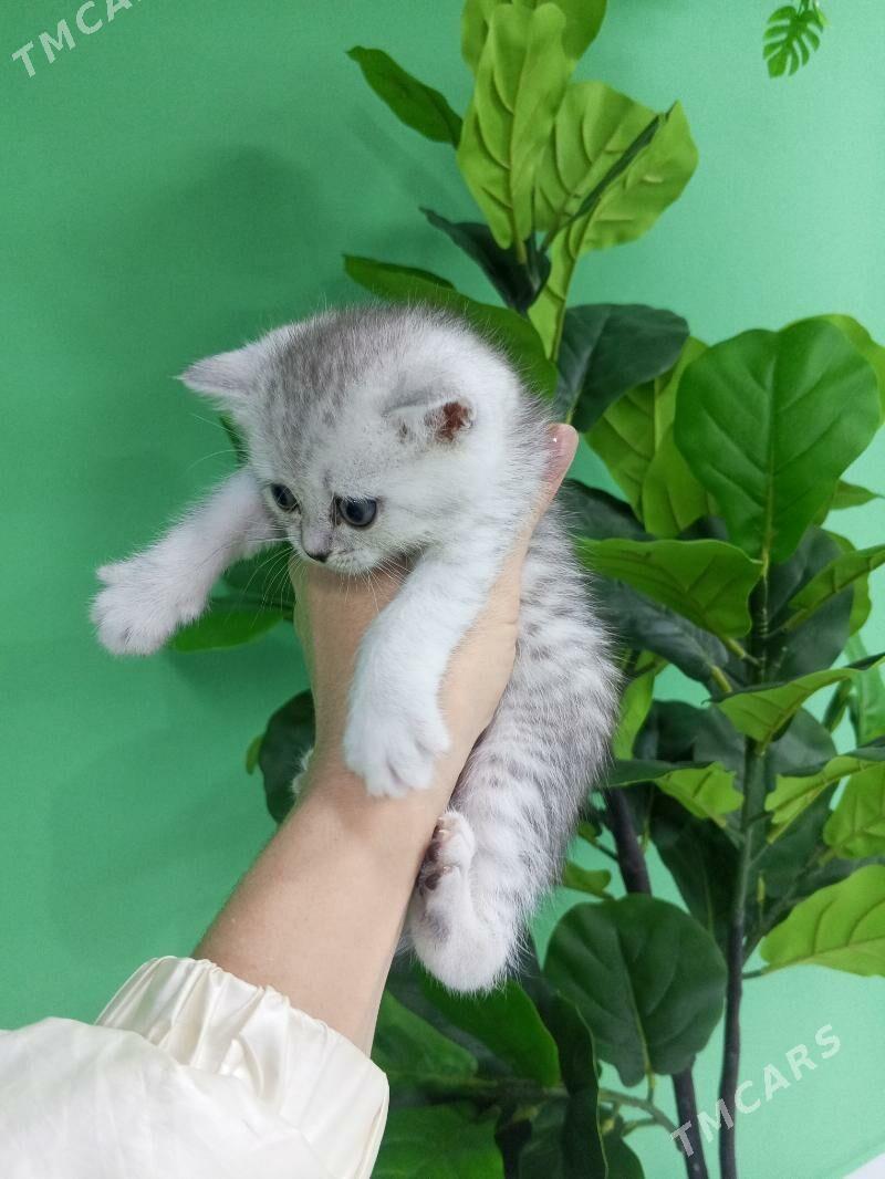 Шотландские котята - Aşgabat - img 4