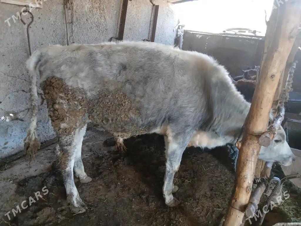 okiz - Ak bugdaý etraby - img 9