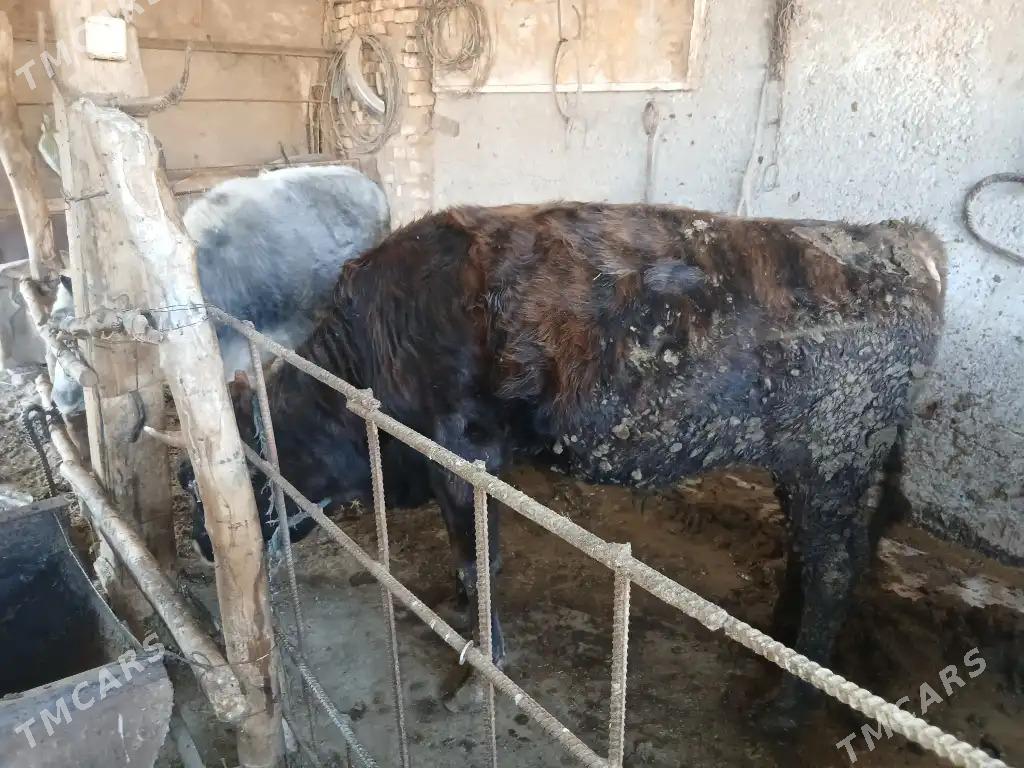 okiz - Ak bugdaý etraby - img 6