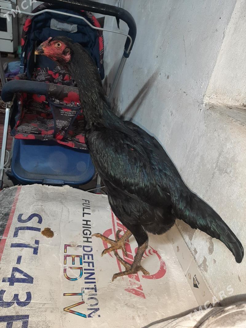 makyan - Mary - img 2