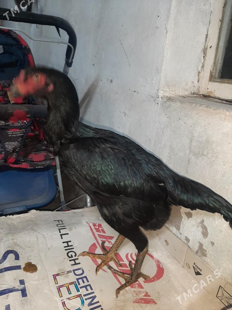 makyan - Mary - img 3