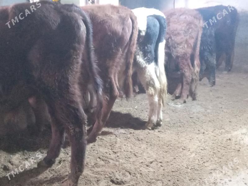 okiz - Büzmeýin - img 2