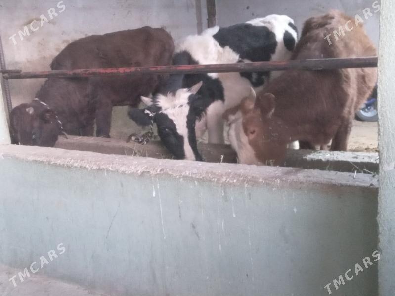 okiz - Büzmeýin - img 3