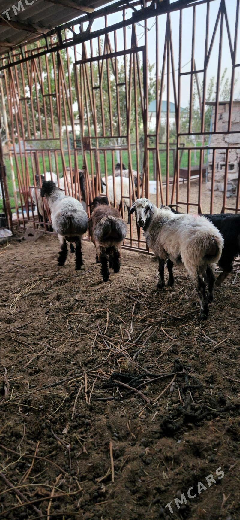 işşek - Gurtly - img 6