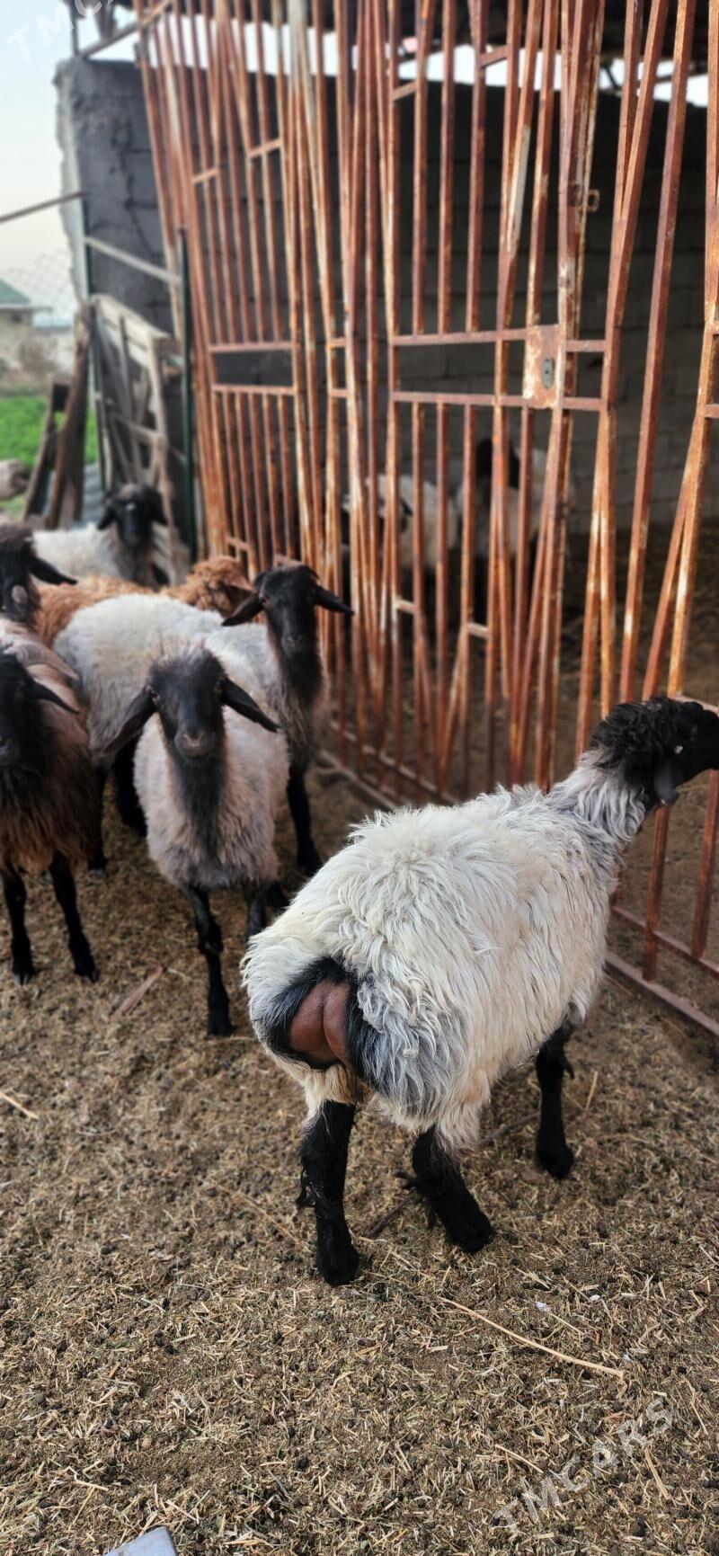 işşek - Gurtly - img 2