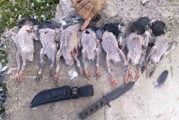 Diki kepder - Фарап - img 1