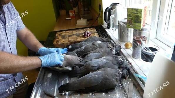 Diki kepder - Фарап - img 2