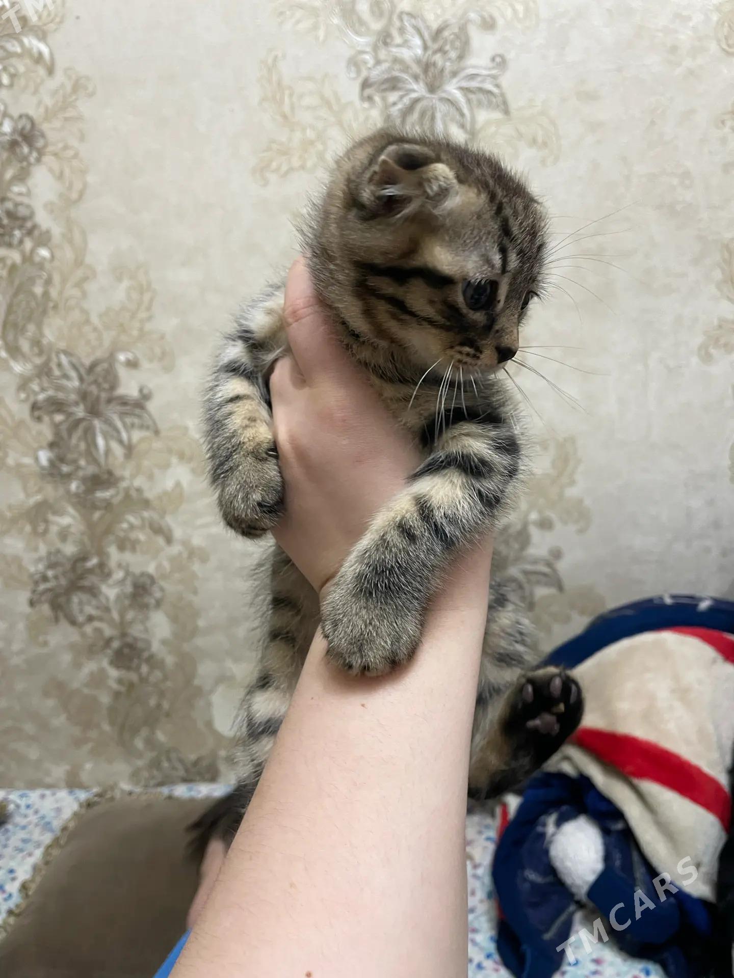 вислоухие котята - Aşgabat - img 2