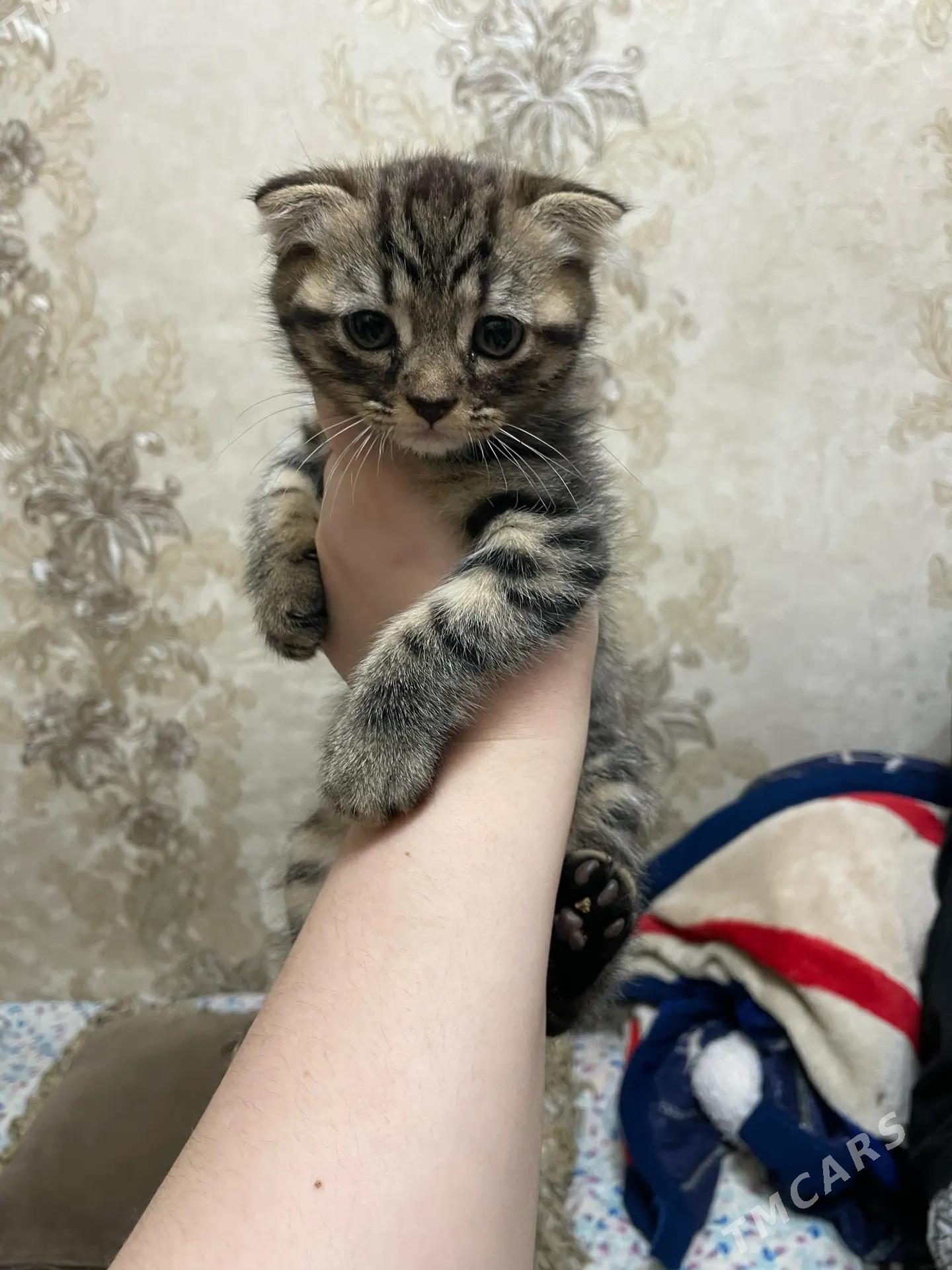 вислоухие котята - Aşgabat - img 3