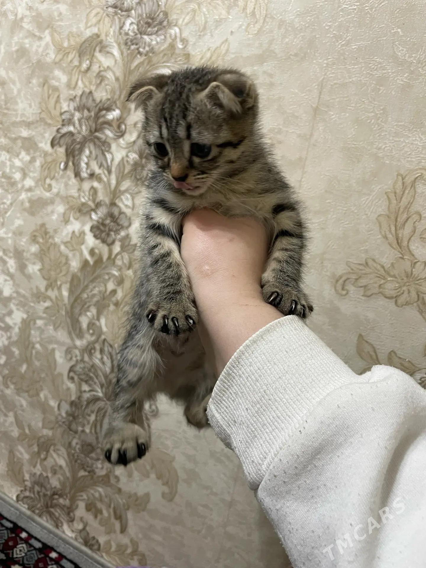 вислоухие котята - Aşgabat - img 4