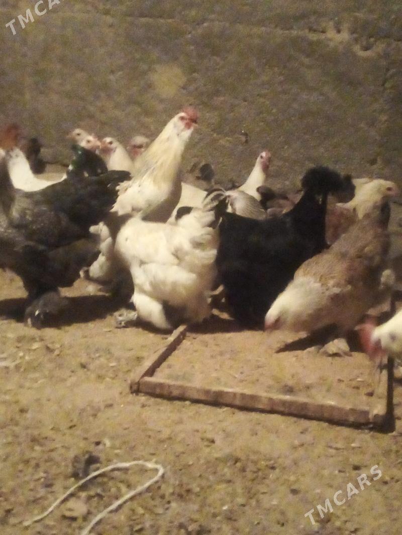 Towuk Balgar - Бузмеин - img 4