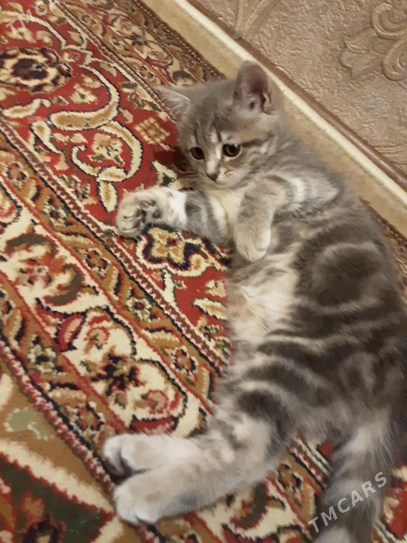 ШОТЛАНСКАЯ ДЕВОЧКА - Ашхабад - img 2