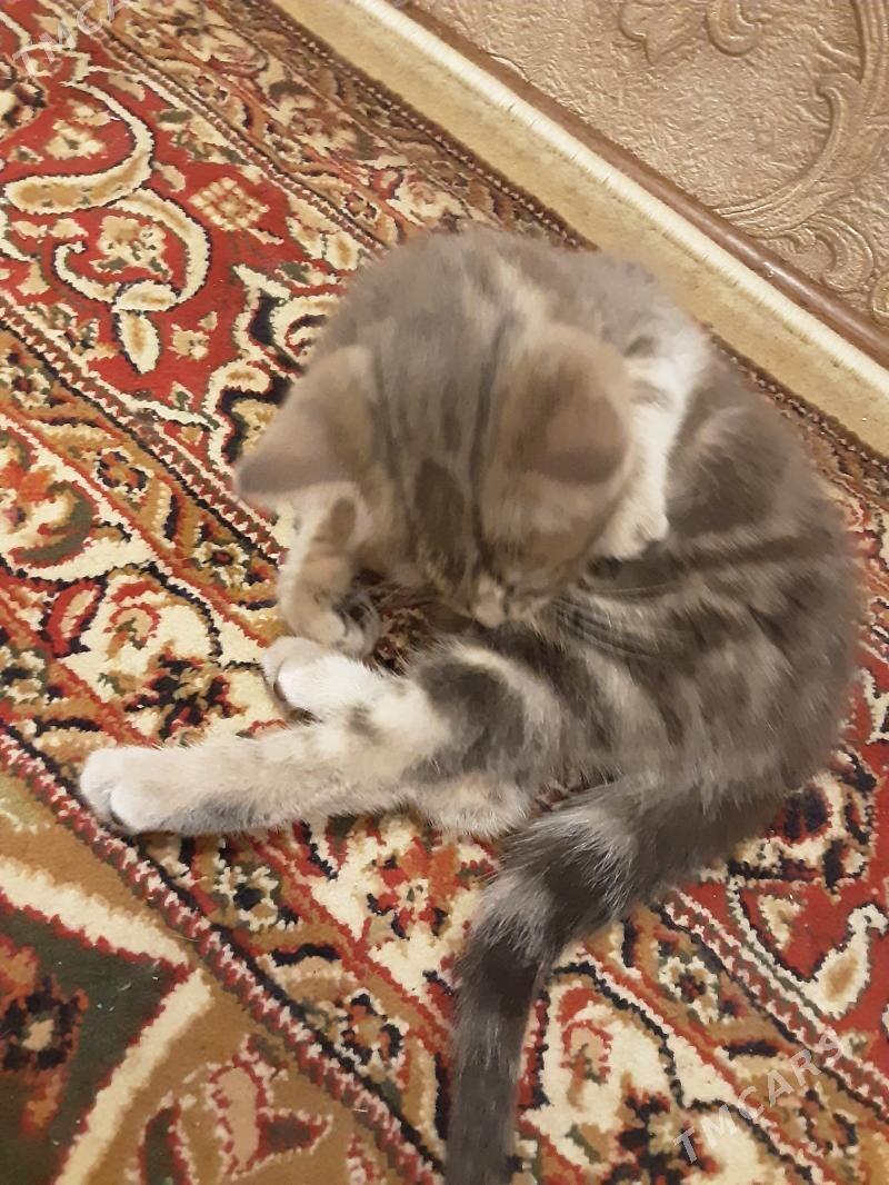 ШОТЛАНСКАЯ ДЕВОЧКА - Ашхабад - img 3