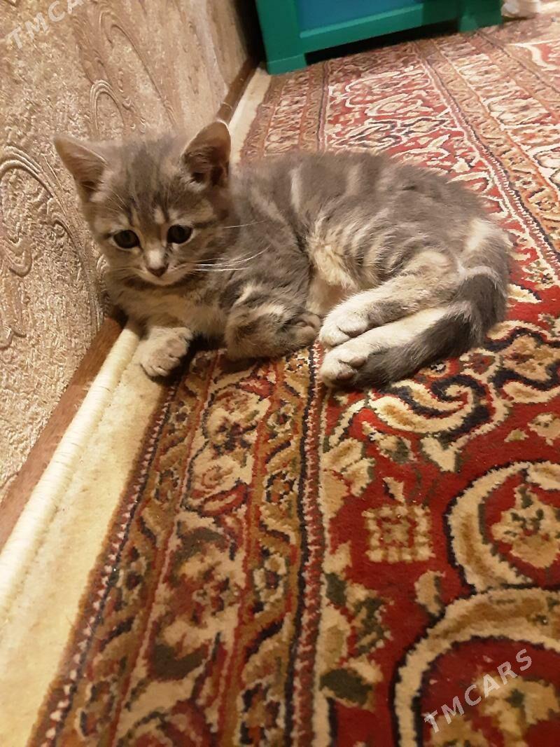 ШОТЛАНСКАЯ ДЕВОЧКА - Ашхабад - img 4