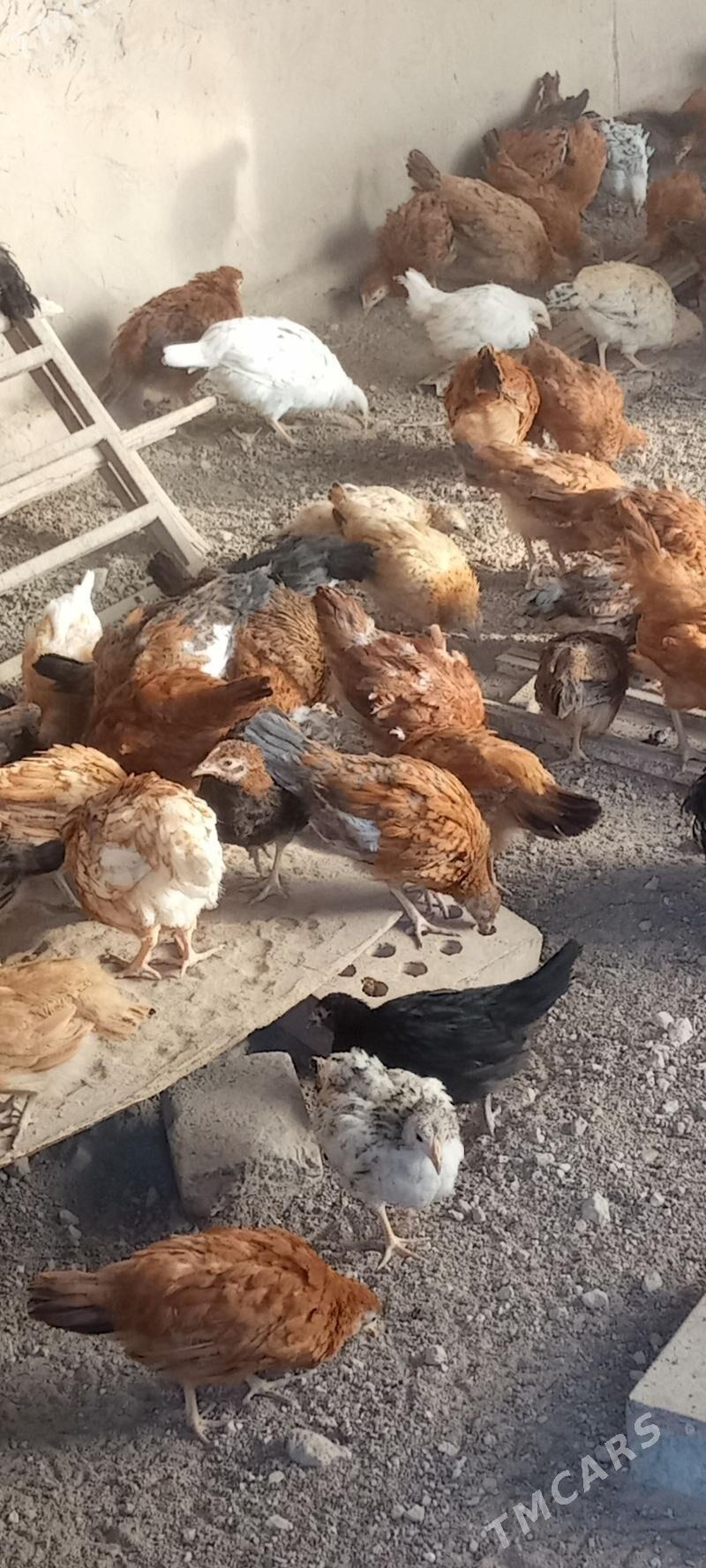 towuk jüýjeler - Мары - img 2