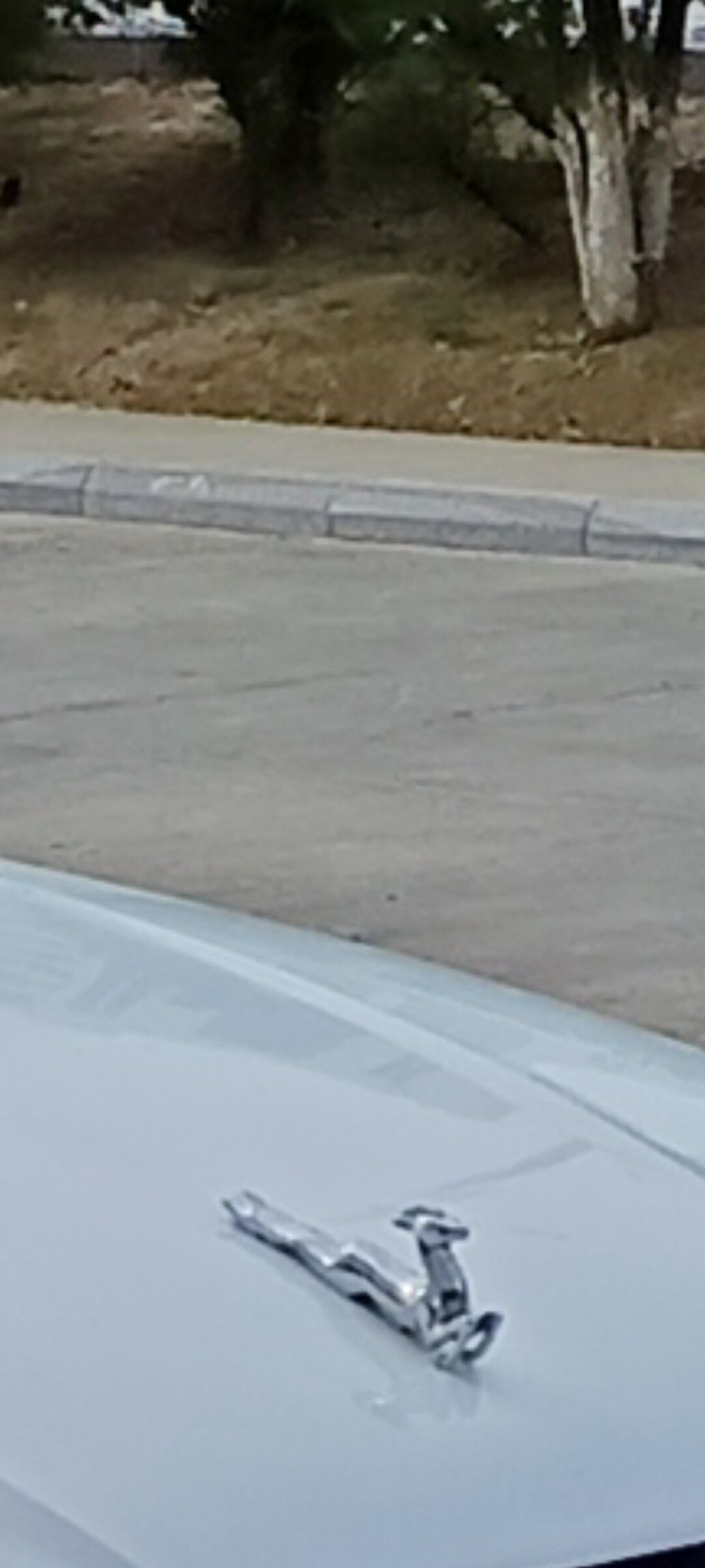 Keýik   Олень 10 000 TMT - Ашхабад - img 3