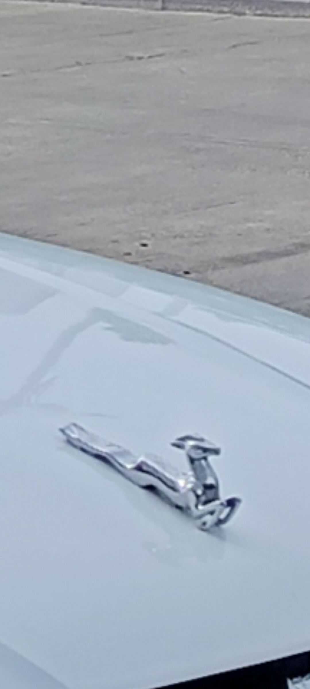 Keýik   Олень 10 000 TMT - Ашхабад - img 2