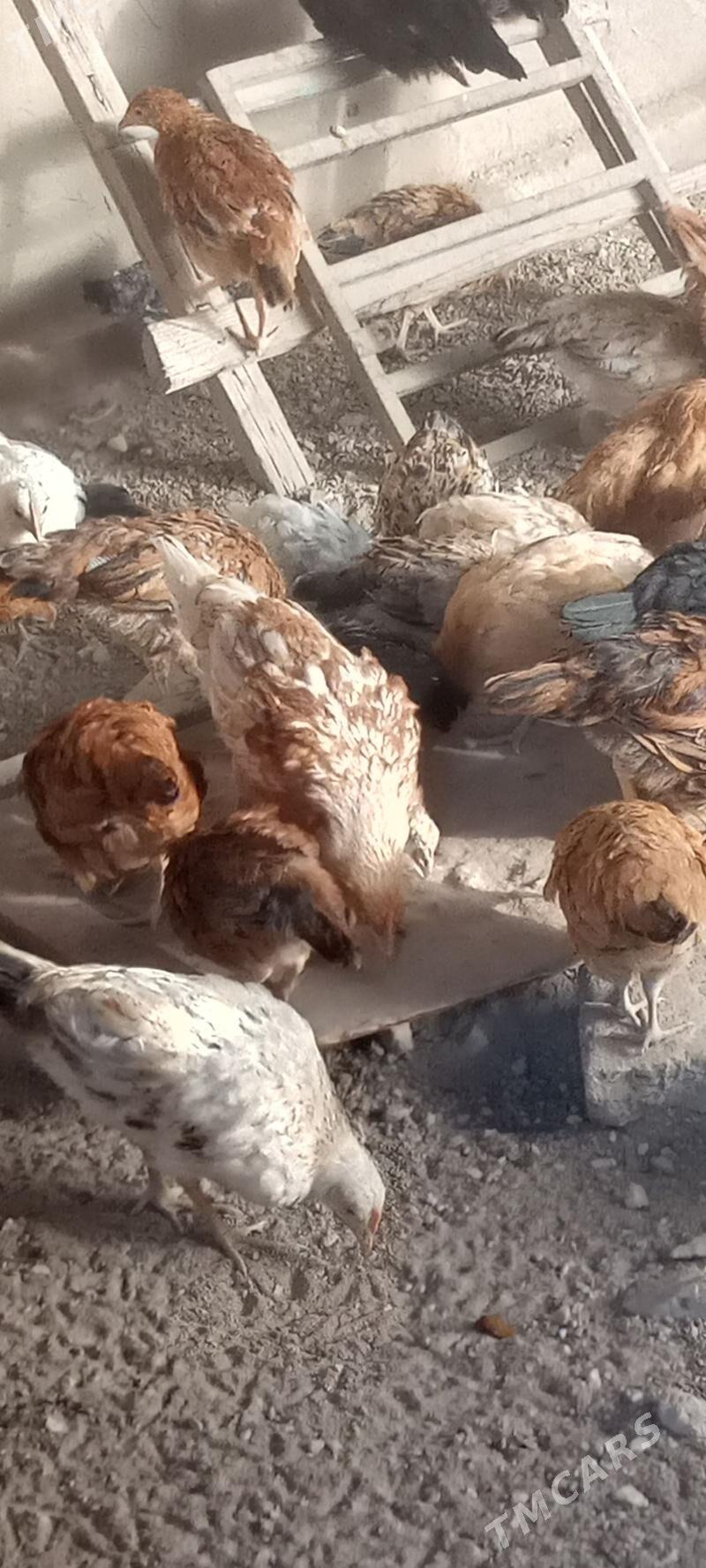 towuk jüýjeler - Мары - img 4