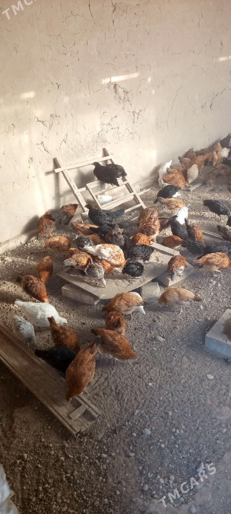 towuk jüýjeler - Мары - img 3