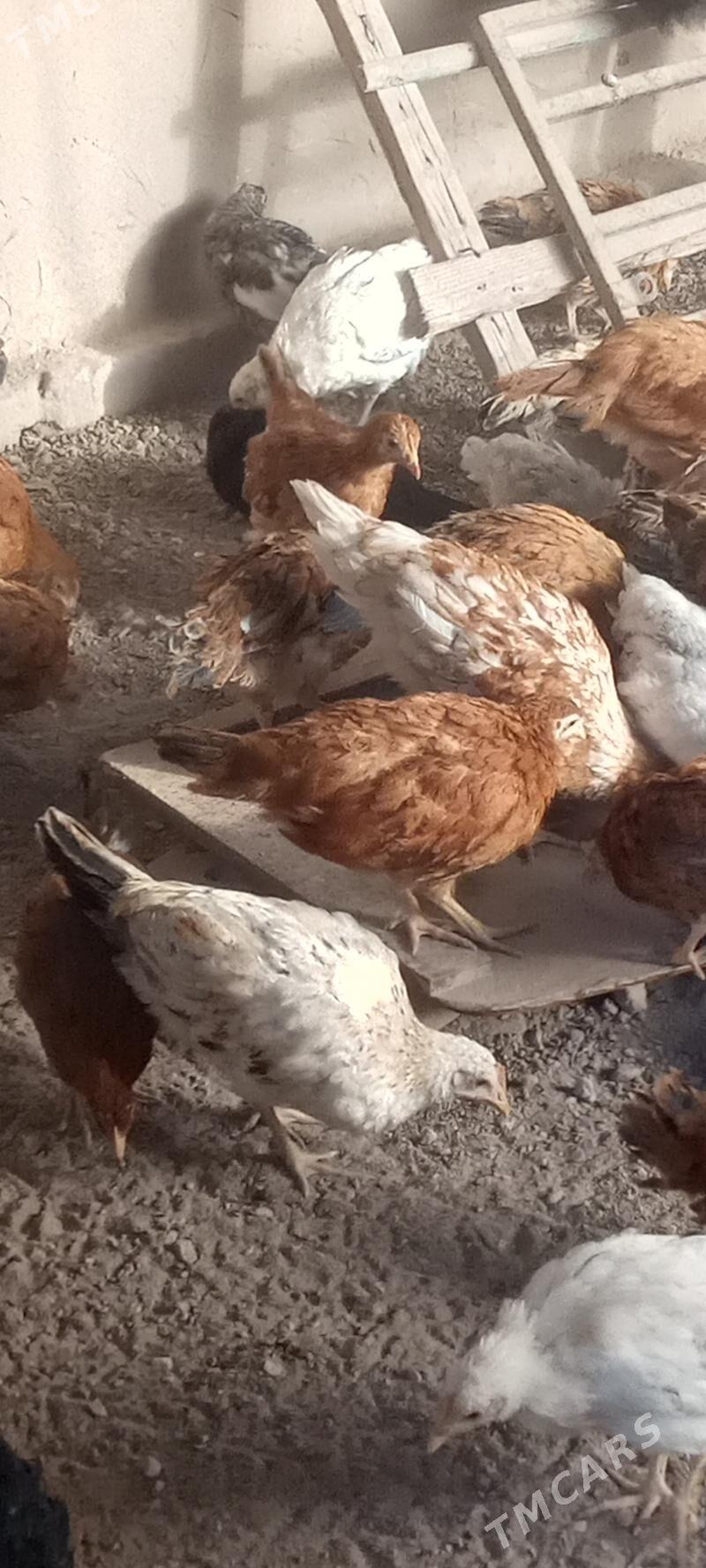 towuk jüýjeler - Мары - img 5