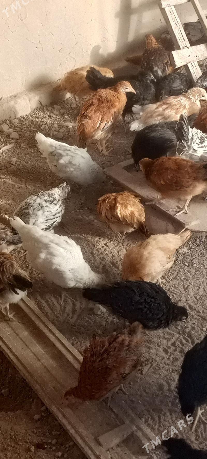 towuk jüýjeler - Мары - img 1