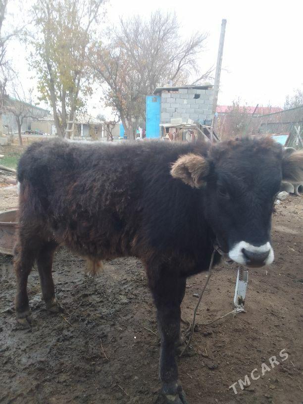 Okuz - Bäherden - img 3