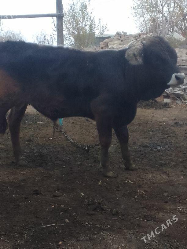 Okuz - Bäherden - img 2