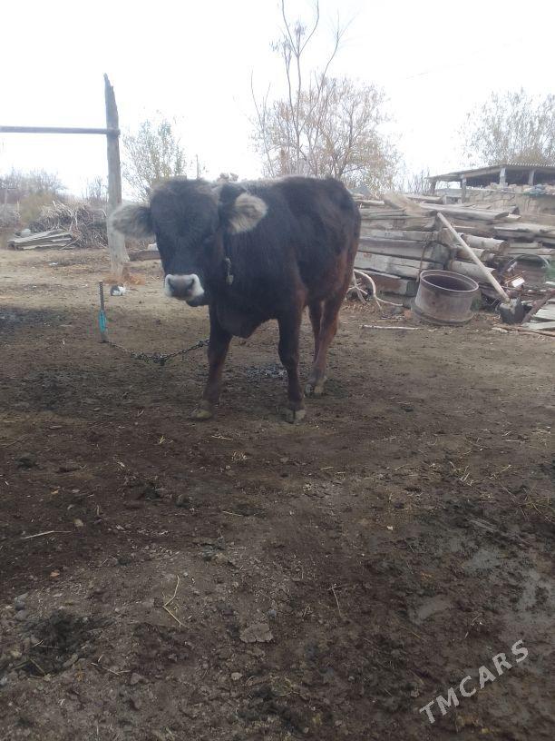 Okuz - Bäherden - img 4