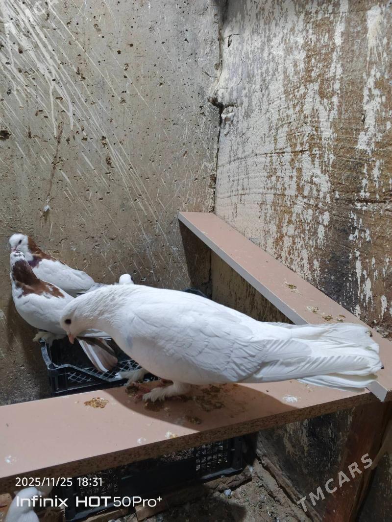 kepderi кепдери - Büzmeýin - img 3