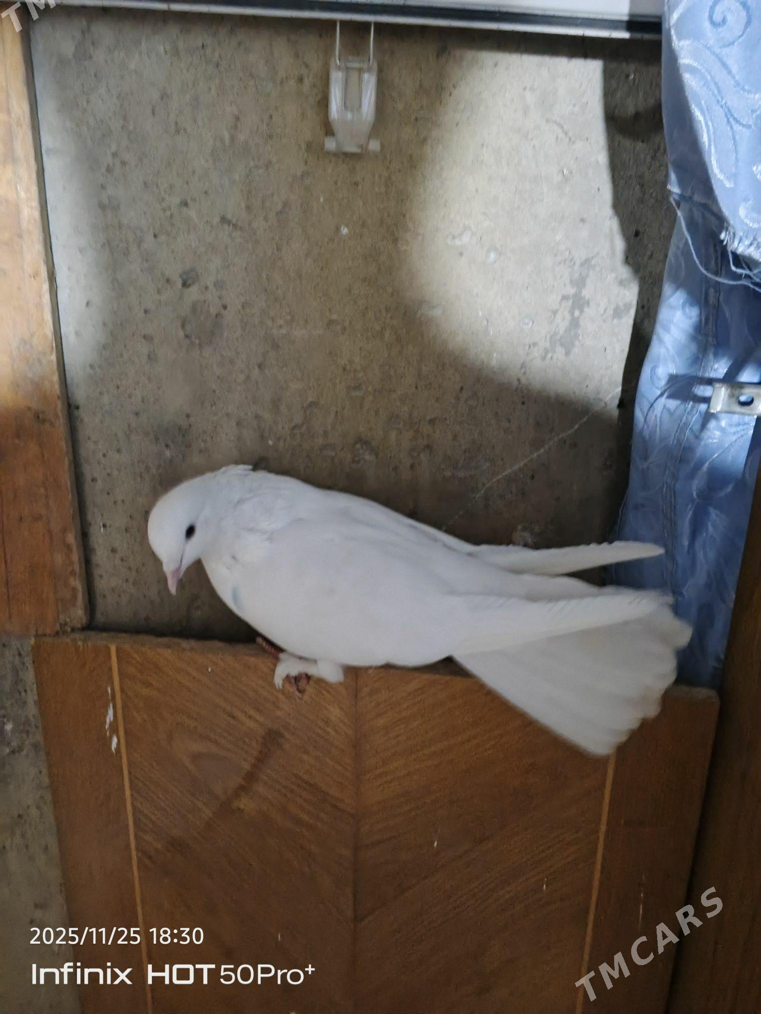 kepderi кепдери - Büzmeýin - img 2