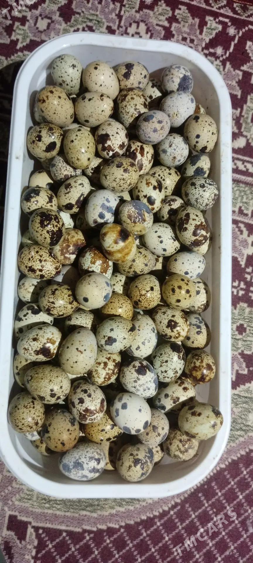 Bedene yumurtga - Бузмеин - img 3