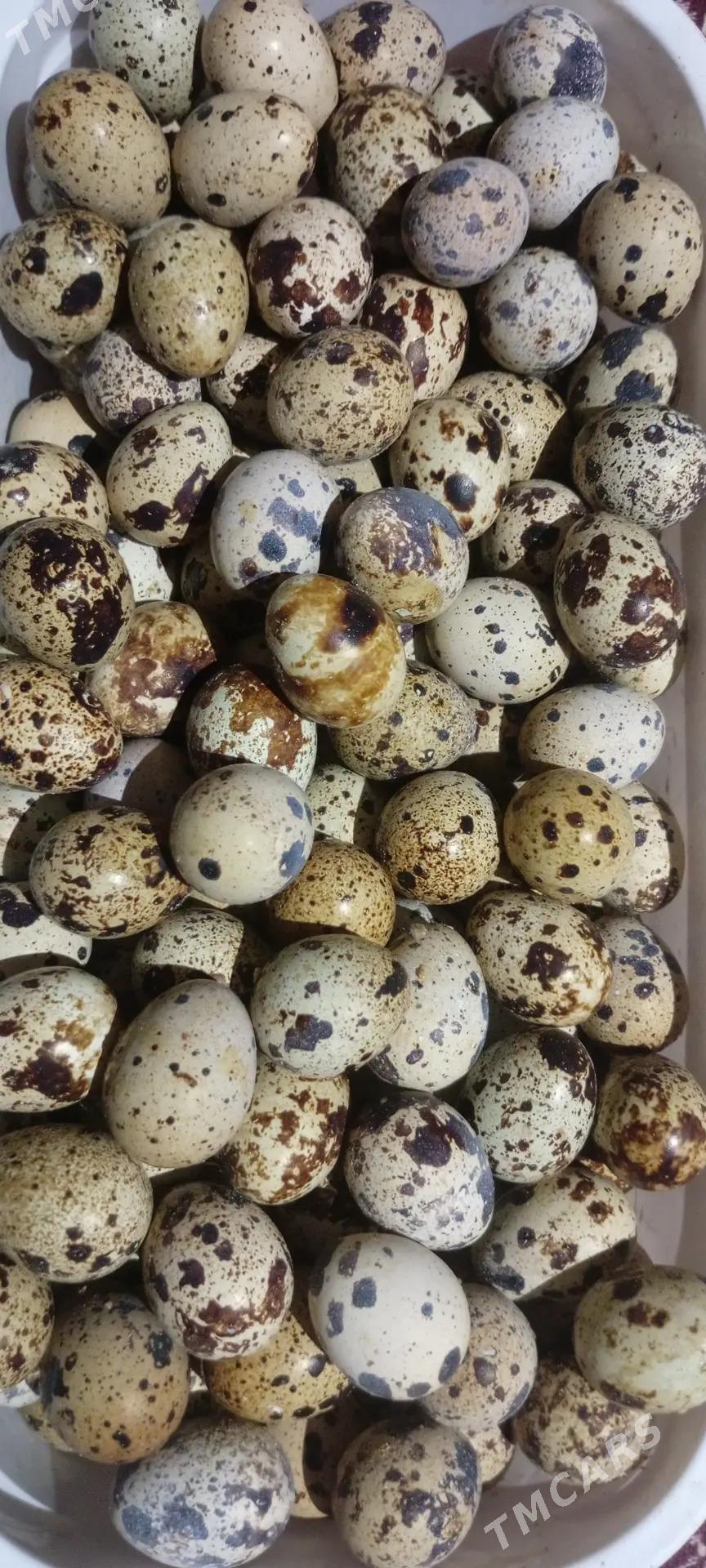 Bedene yumurtga - Бузмеин - img 1