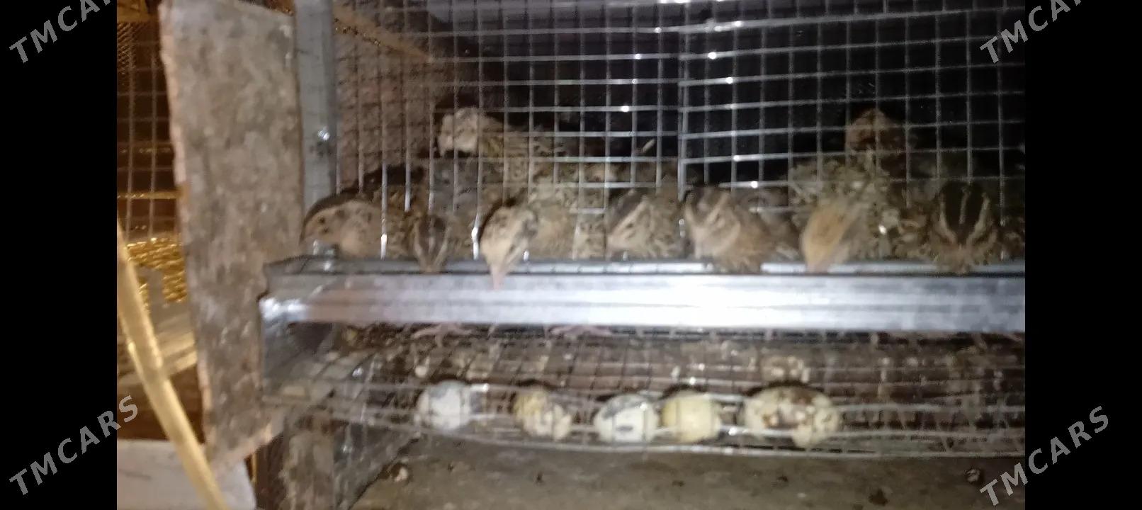 Bedene yumurtga - Бузмеин - img 4