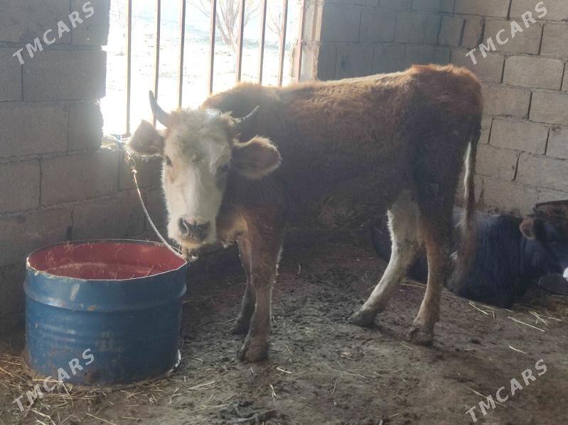 2 sany tohum tuwe - Гёкдепе - img 3