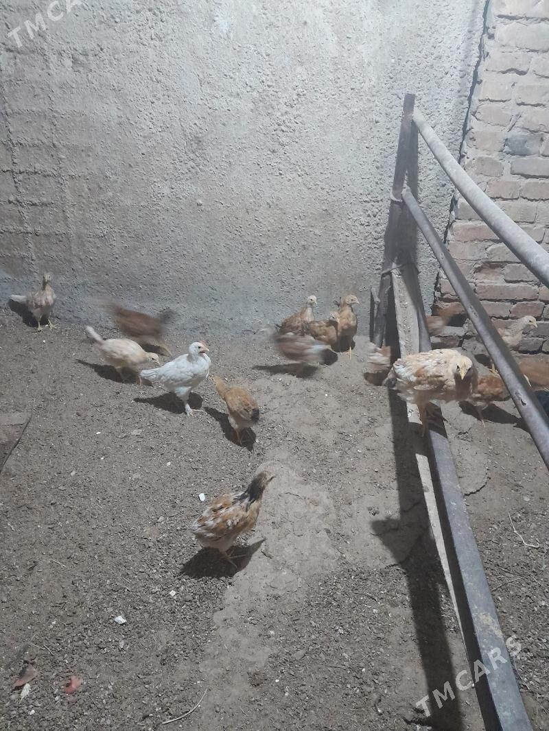 jüje - Gökdepe - img 2